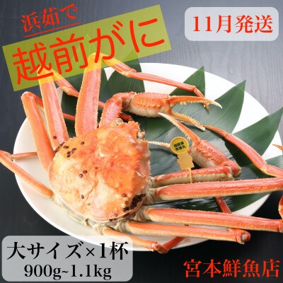 〈浜茹で〉越前がに　大サイズ×1杯【11月中旬頃より順次発送】