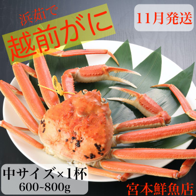 〈浜茹で〉越前がに　中サイズ×1杯【11月中旬頃より順次発送】