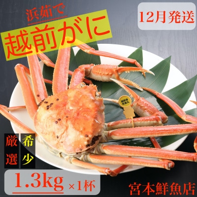 〈浜茹で〉越前がに　1.3kg以上×1杯【12月より順次発送】