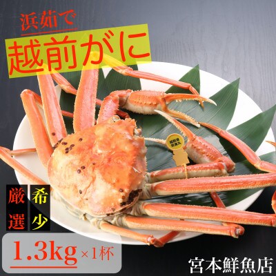 【2025年1月中旬頃より順次発送】〈浜茹で〉越前がに　1.3kg以上×1杯