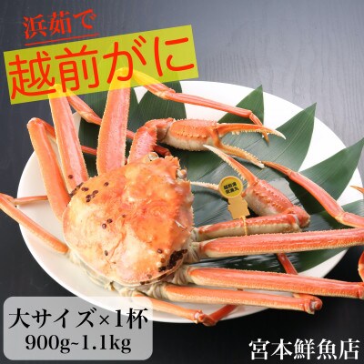 【2024年12月より順次発送】〈浜茹で〉越前がに　大サイズ×1杯