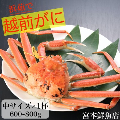 【2025年1月中旬頃より順次発送】〈浜茹で〉越前がに　中サイズ×1杯