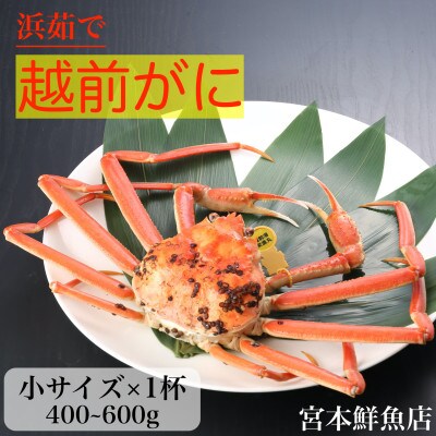 【2025年1月中旬頃より順次発送】〈浜茹で〉越前がに　小サイズ×1杯