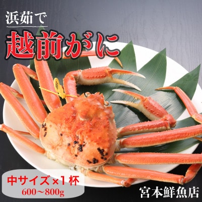 【2025年11月中旬頃より順次発送】《浜茹で》越前がに　中サイズ×1杯