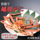 【2026年1月中旬頃より順次発送】《浜茹で》越前がに　小サイズ×1杯