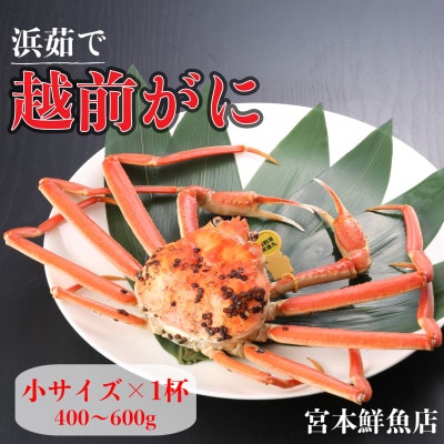 【2026年1月中旬頃より順次発送】《浜茹で》越前がに　小サイズ×1杯