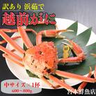 【2025年12月より順次発送】【訳あり】《浜茹で》越前がに　中サイズ×1杯