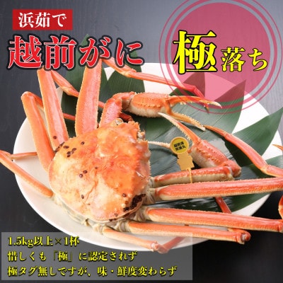 【2025年11月中旬頃より順次発送】《浜茹で》越前がに　極落ち(1.5kg以上×1杯)