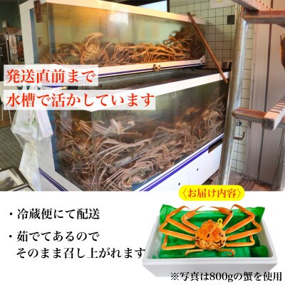【2027年1月中旬頃より順次発送】《浜茹で》越前がに　1.3kg以上×1杯