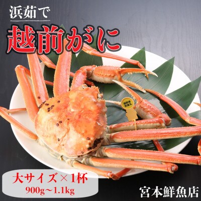 【2026年11月中旬頃より順次発送】《浜茹で》越前がに　大サイズ×1杯