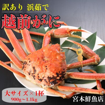 【2027年2月より順次発送】【訳あり】《浜茹で》越前がに　大サイズ×1杯