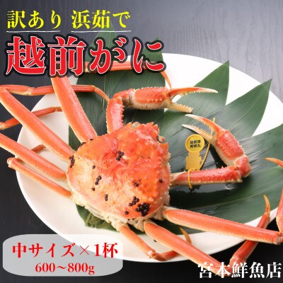 【2026年12月より順次発送】【訳あり】《浜茹で》越前がに　中サイズ×1杯