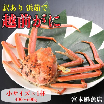 【2026年11月中旬頃より順次発送】【訳あり】《浜茹で》越前がに　小サイズ×1杯