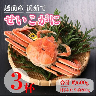 【2026年11月中旬頃より順次発送】《浜茹で》越前産せいこがに　3杯(生で合計約600g)