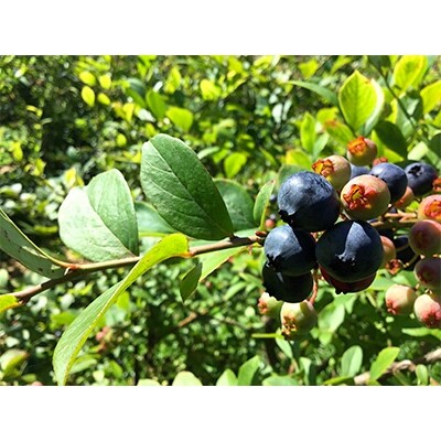 のんびり山のブルーベリー冷凍250g×3パック