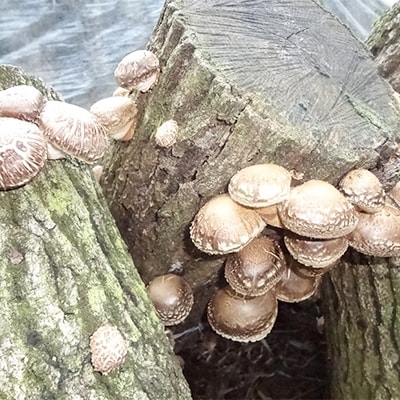 大分県特産 原木乾しいたけの詰め合わせ(3袋)