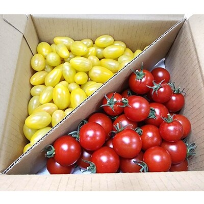【2019年6月発送】 フルーツトマト「太陽のめぐみ」1kg(フルティカ500g、ティポ500g)