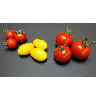 食べ出したら止まらない・おいしい甘いフルーツトマト「トマ糖」1kg(フルティカ、ティポ各500g)