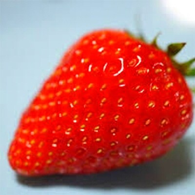 22年2月以降発送 いちごの里 BerryGoodの完熟大粒きらぴか 450g以上×2パック