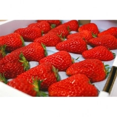 いちごの里 BerryGoodの完熟大粒紅ほっぺ　450g以上×2パック