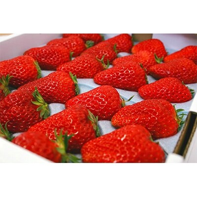 いちごの里 BerryGoodの完熟大粒紅ほっぺ　450g以上×2パック