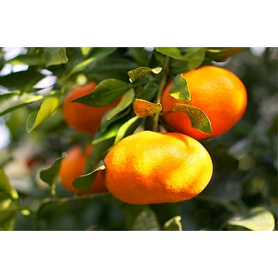 “温室栽培”「華まどんな・甘平」プレミアムセット3kg【C33-16】