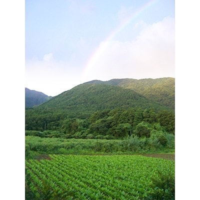 屋久島ウコンプレミアム　15g(約100粒)×3個