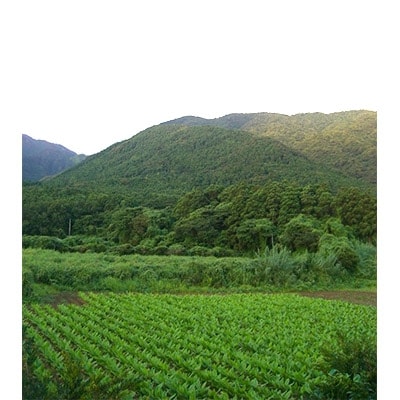 屋久島ウコンプレミアム　15g(約100粒)×1個