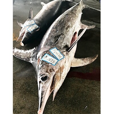 勝浦灯台沖金目鯛とメカジキのセット
