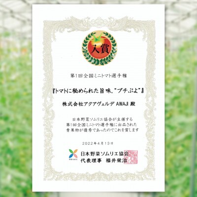 旨味トマト　プチぷよ　60個