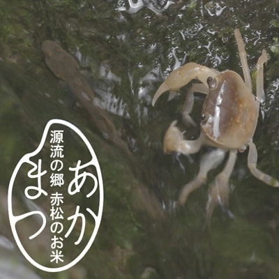 源流の郷　赤松のお米　新米収穫後　9月発送「赤松大田楽奉納米」5kg