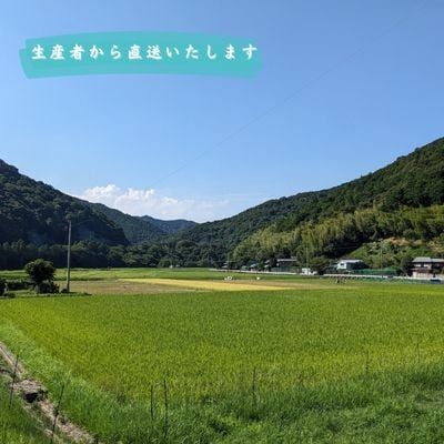 【令和7年産】徳島県海部郡美波町産コシヒカリ100% 精米5kg