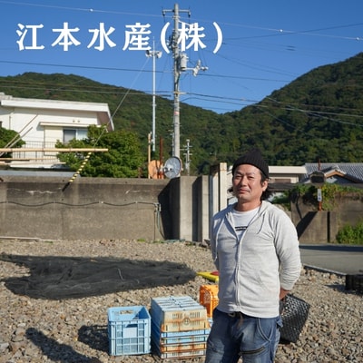 漁師たつ兄のうつぼチップス3袋