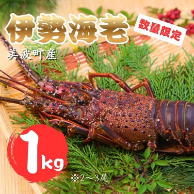 【春期50セット限定】水産庁長官賞受賞!日和佐町漁協直送「天然活伊勢えび」たっぷり1kg(3～5尾)