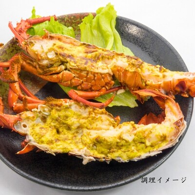 【春期50セット限定】水産庁長官賞受賞!日和佐町漁協直送「天然活伊勢えび」たっぷり1kg(3～5尾)