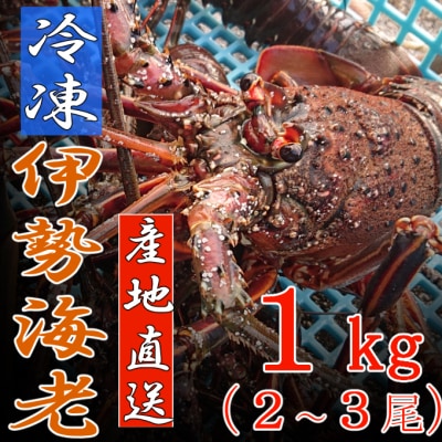 【漁師直送】活〆-60℃冷凍伊勢海老　1kg以上　2～3尾　2～3人前