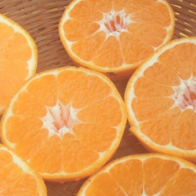 【期間限定】室戸特産はるみ　Mサイズ　5kg入