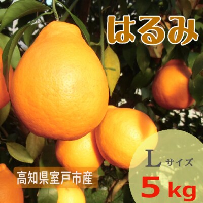 【期間限定】室戸特産はるみ　Lサイズ　5kg入