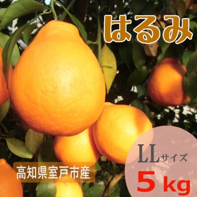 【期間限定】室戸特産はるみ　LLサイズ　5kg入