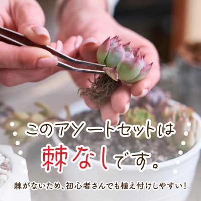 サボテン多肉植物の小苗アソートセットWーS(棘なし)　寄せ植え説明書付