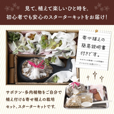 サボテン多肉植物の小苗アソートセットWーS(棘なし)　寄せ植え説明書付