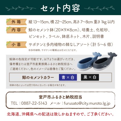 サボテン多肉植物の小苗アソートセットWーS(棘なし)　寄せ植え説明書付