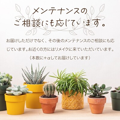 サボテン多肉植物の「アンティーク調鉢寄せ植えキット」(鉢色・ブラウン、鉢サイズ・小)