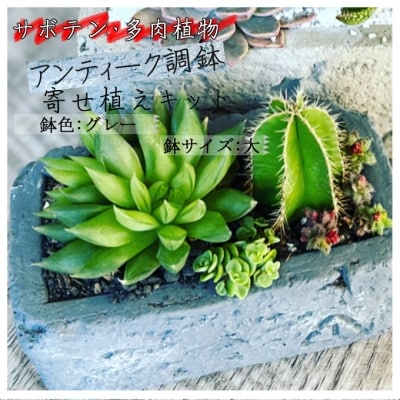 サボテン多肉植物の「アンティーク調鉢寄せ植えキット」(鉢色・グレー、鉢サイズ・大)