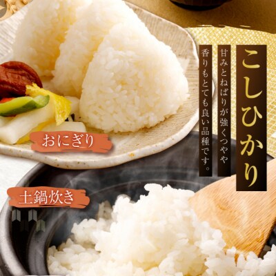 【令和5年産】室戸産新米コシヒカリ　20kg