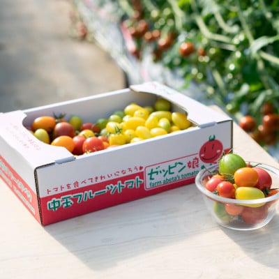 黄色いフルーツトマト「ティポ」&カラフルトマトMIX　計1.8kg(1箱)