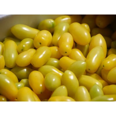 パリッと食感の黄色いフルーツトマト「ティポ」1.8kg(1箱)