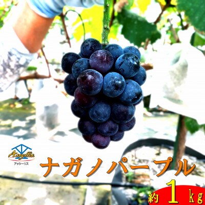 アッシーリスが育てたナガノパープル 高級黒ぶどう 約1kg　(2房)