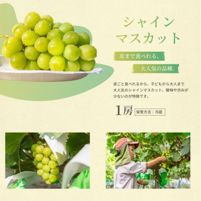 結城アッシーリス農園産 シャインマスカット【特選房】1房500g 匠の技と自然の恵みが生む、輝く一房