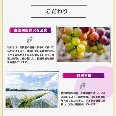 結城アッシーリス農園産 シャインマスカット【特選房】1房500g 匠の技と自然の恵みが生む、輝く一房